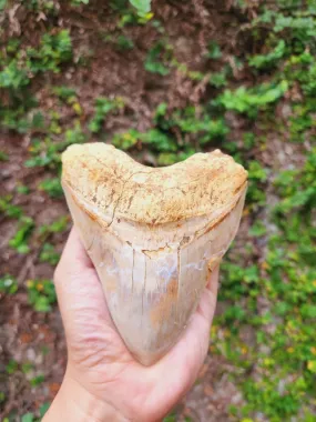 Natural Megalodon Tooth from Indonesia - 5