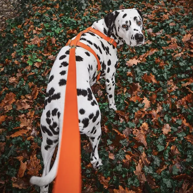 Pumpkin Leash & Harness Set