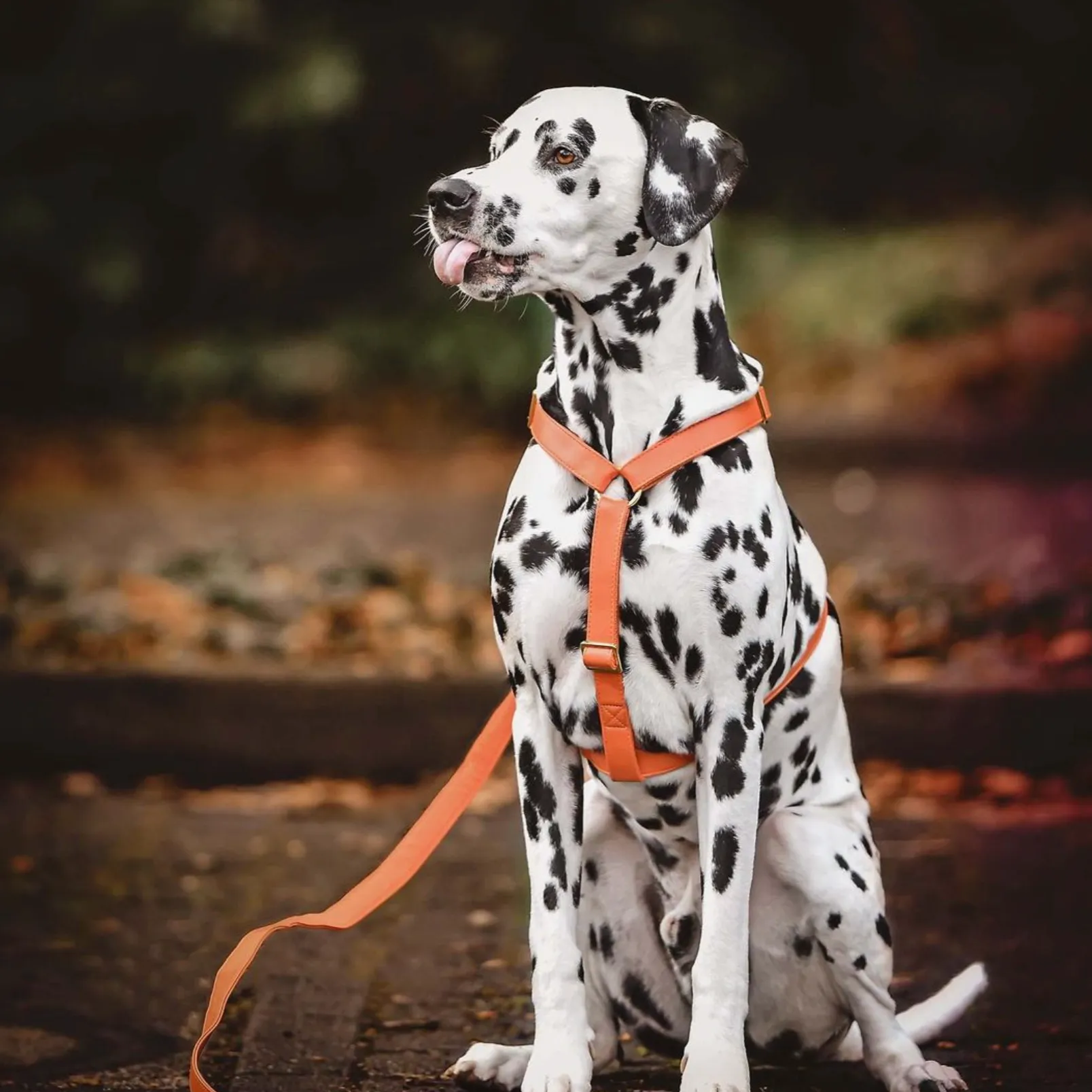 Pumpkin Leash & Harness Set