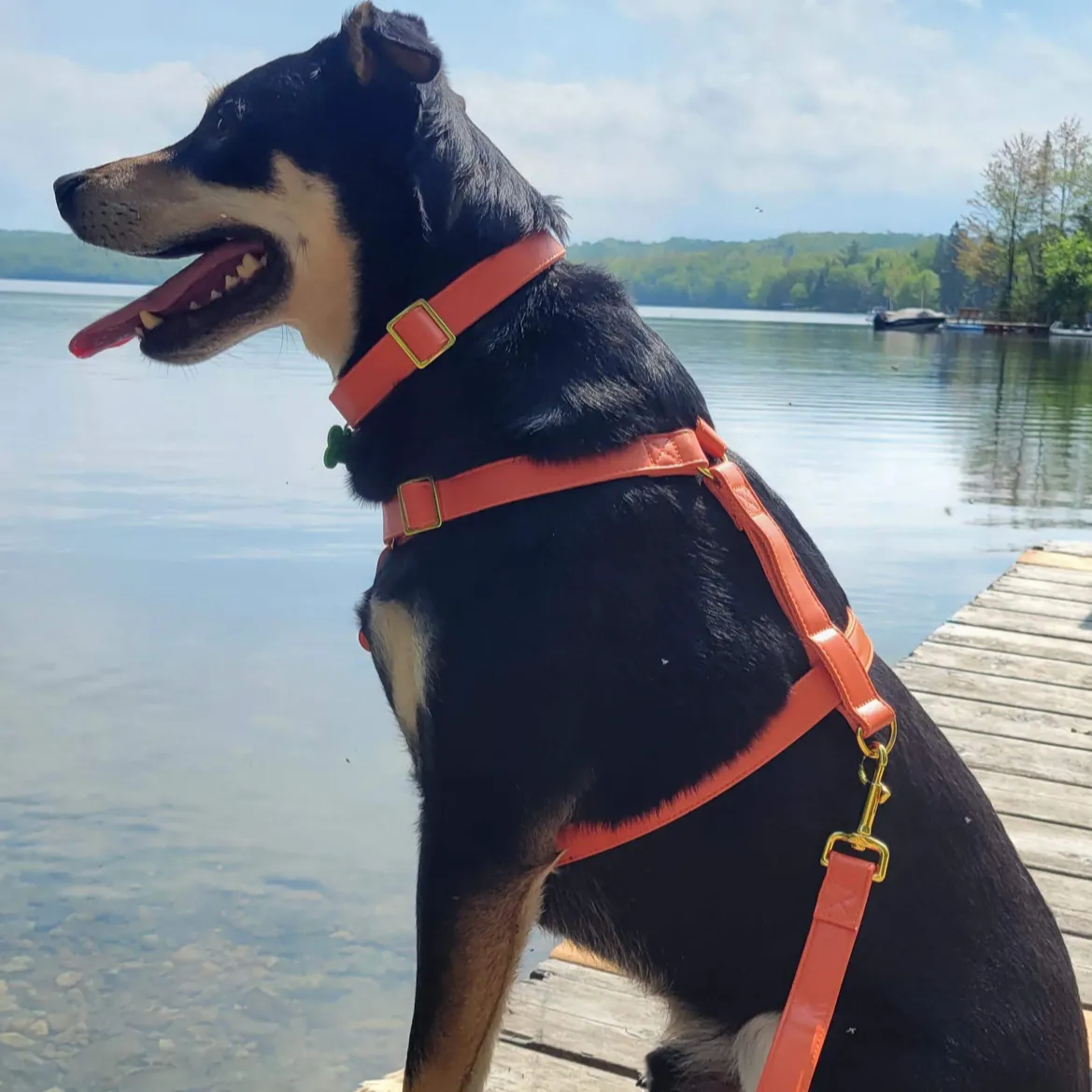 Pumpkin Leash & Harness Set